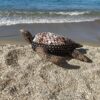 Tortue marine - Batik Sogan