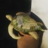 Extension Patron Tortue Moana - "Pas à pas"