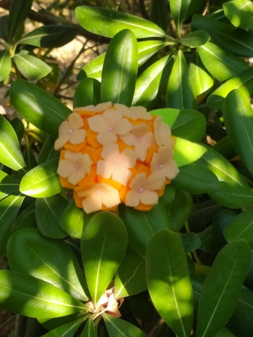 Broche en feutrine - Hortensia – Image 5