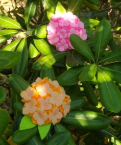 Broche en feutrine - Hortensia