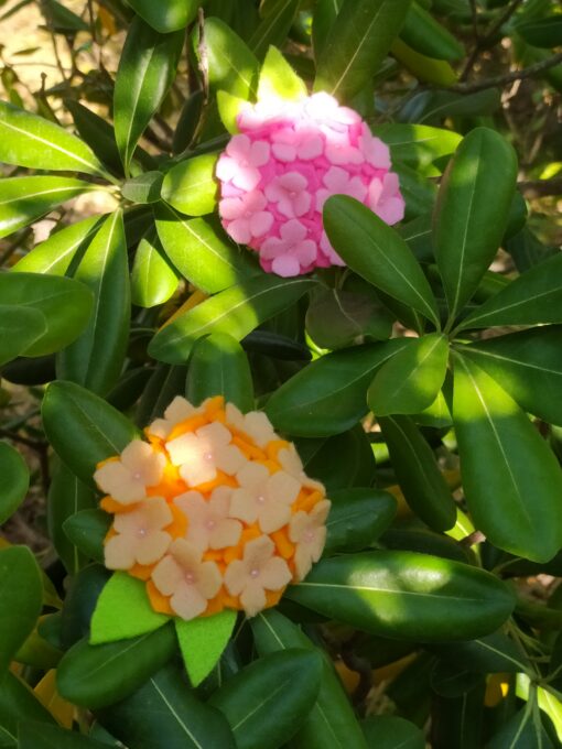 Broche en feutrine - Hortensia